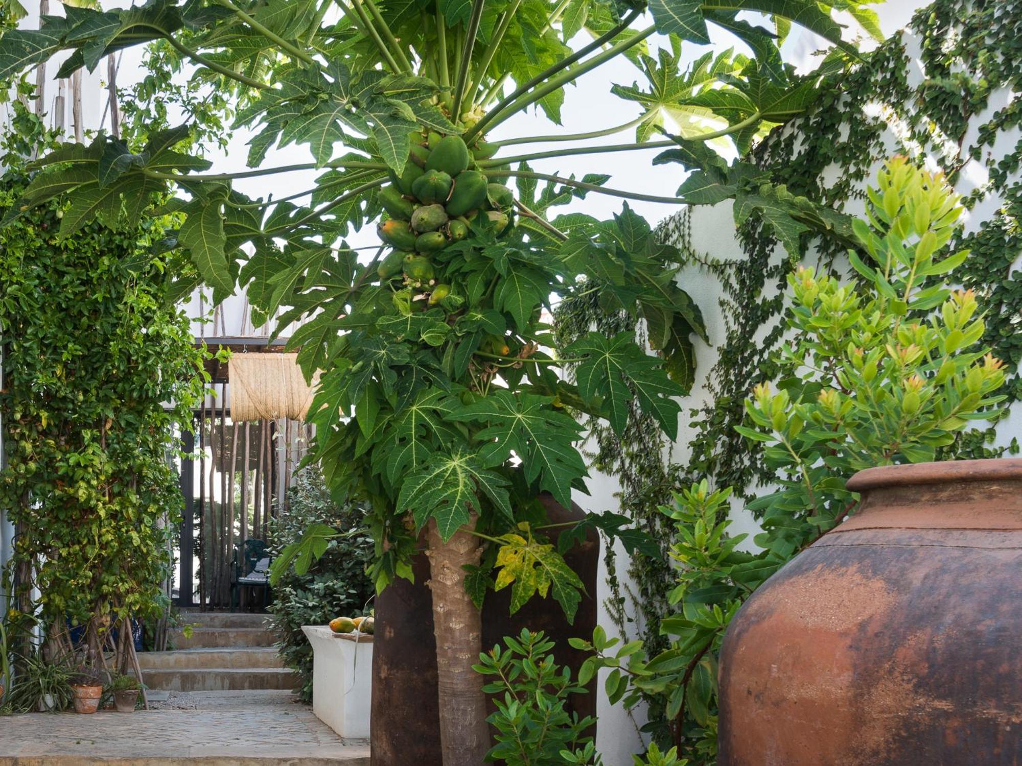Altanure Almatere - Food Forest Boutique Stay タヴィラ エクステリア 写真